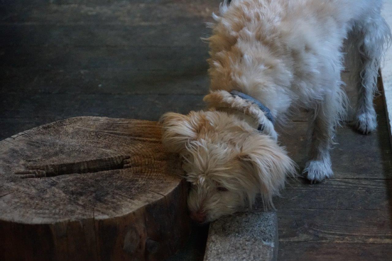 Sport & Beschäftigung